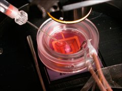 生物傳感器問世對未來人類的發(fā)展進程影響深遠